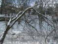 /album/galerie-photos/hiver-branches-jpg/